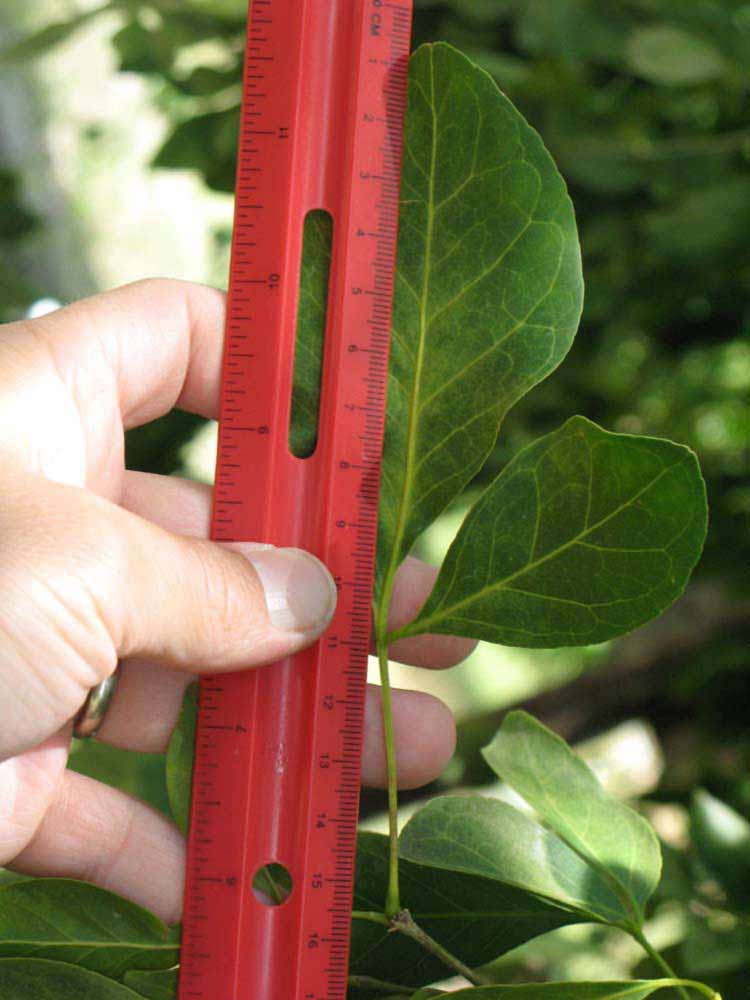            Trifoliolate leaf (Nigerian Powder Flask, Winter Haven, FL)   
